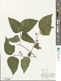 Celtis occidentalis image