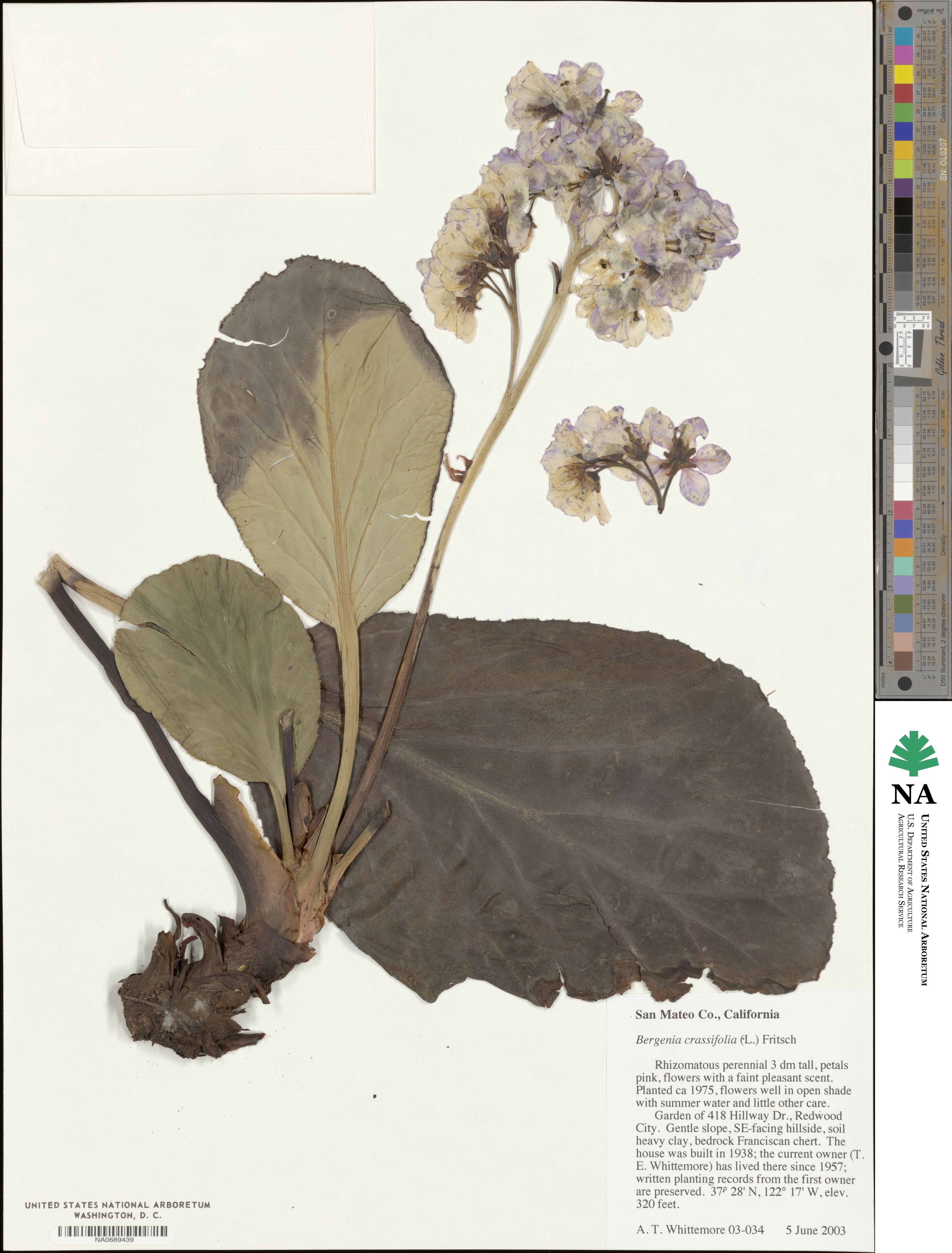 Bergenia crassifolia image