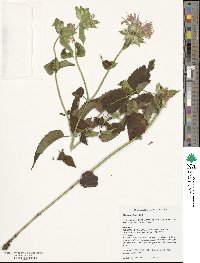 Monarda clinopodia image