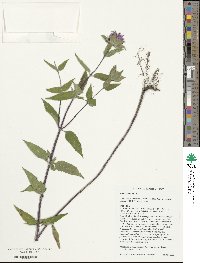 Monarda fistulosa image