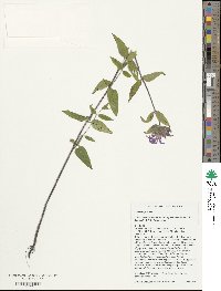 Monarda fistulosa image