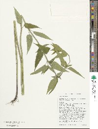 Monarda fistulosa image