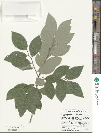 Lindera glauca image