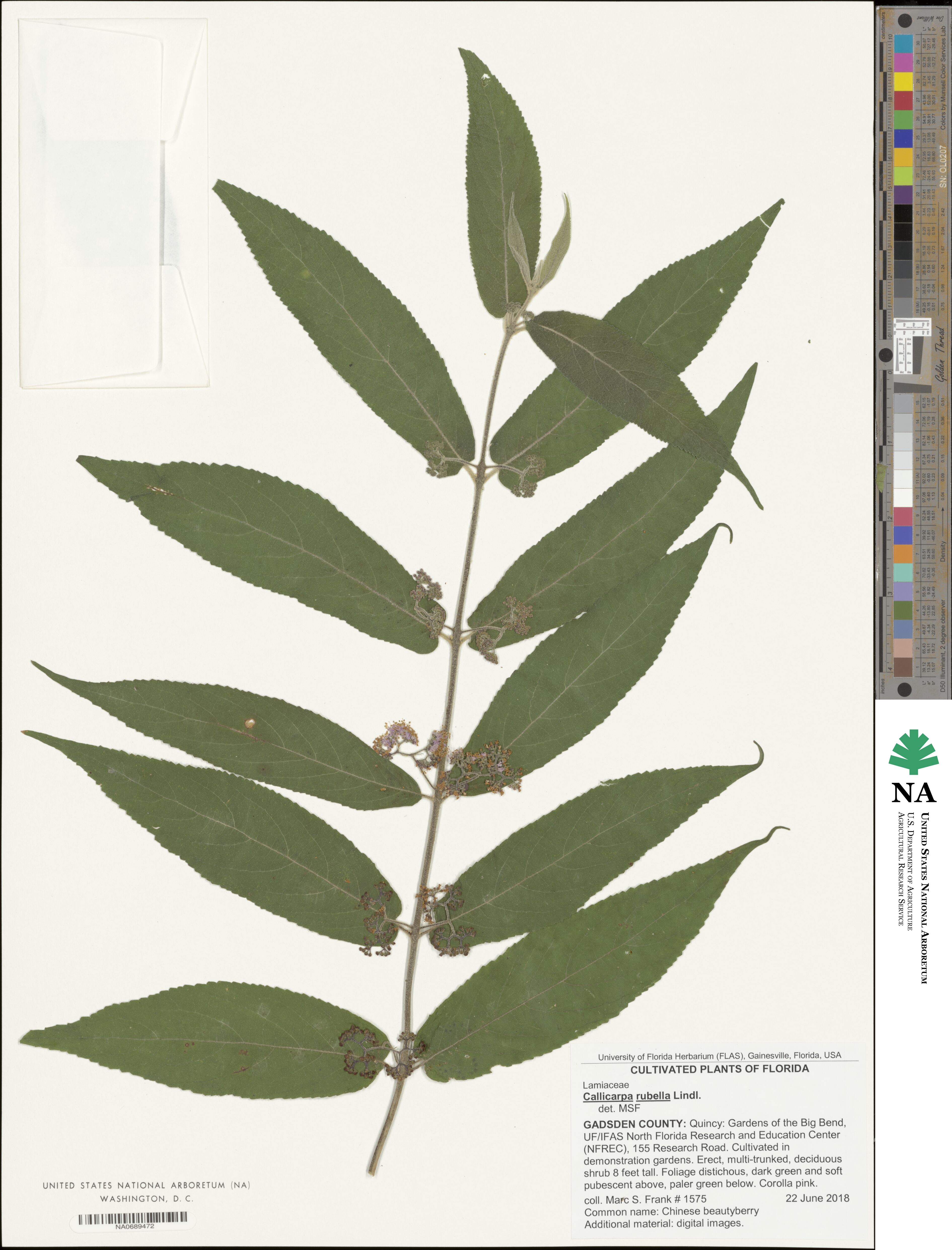 Callicarpa rubella image