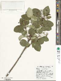 Chionanthus retusus image