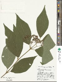 Callicarpa pedunculata image