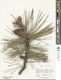 Pinus nigra image