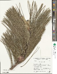 Pinus resinosa image