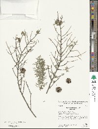 Tsuga canadensis image