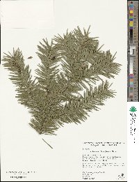 Abies nephrolepis image