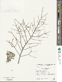 Tsuga canadensis image