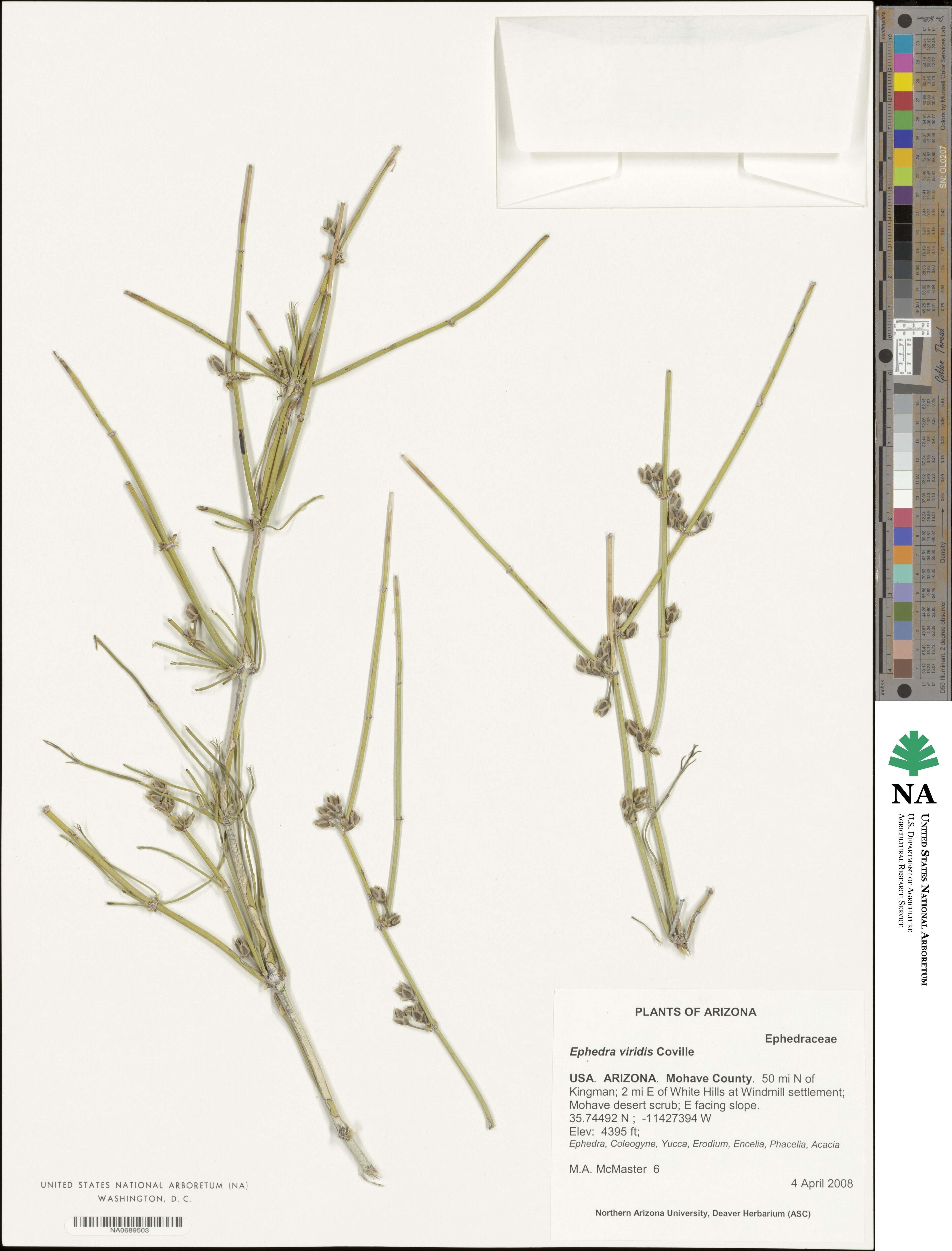 Ephedra viridis image