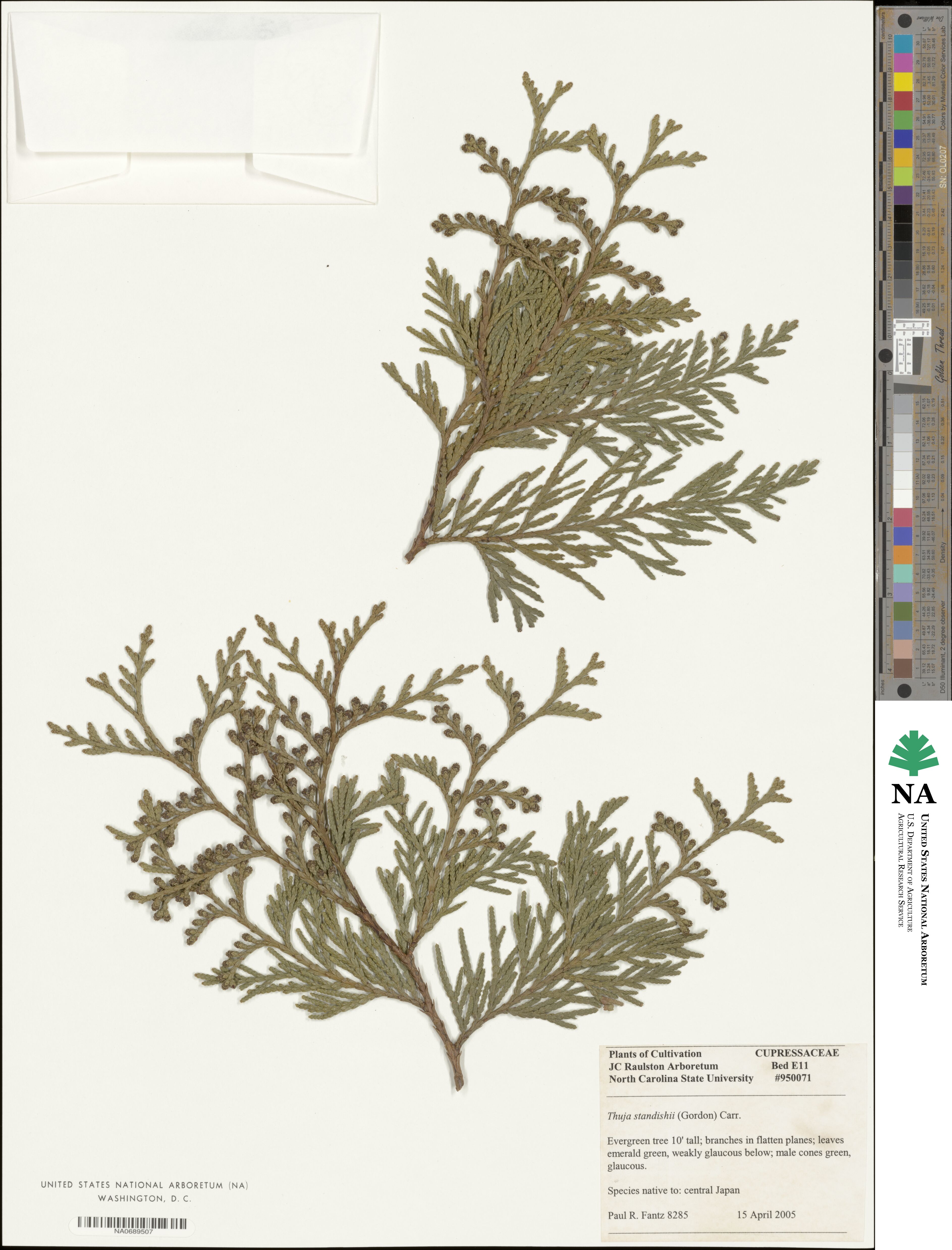 Thuja standishii image