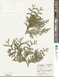 Thuja standishii image