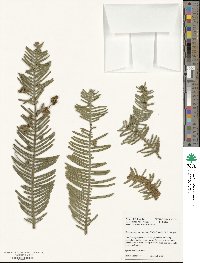 Cephalotaxus harringtonia image