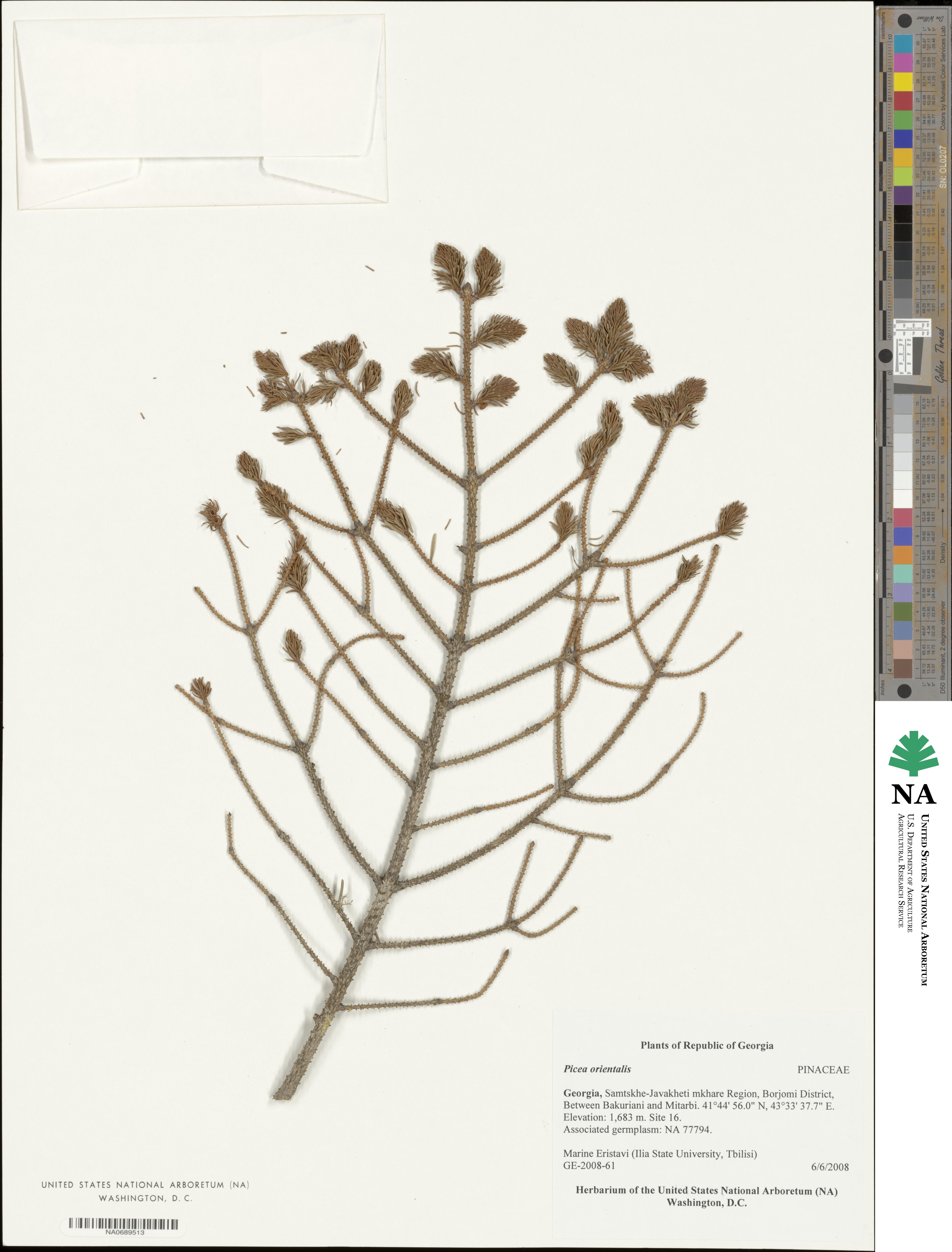 Picea orientalis image