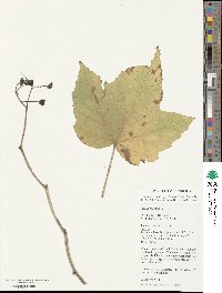 Rubus odoratus image