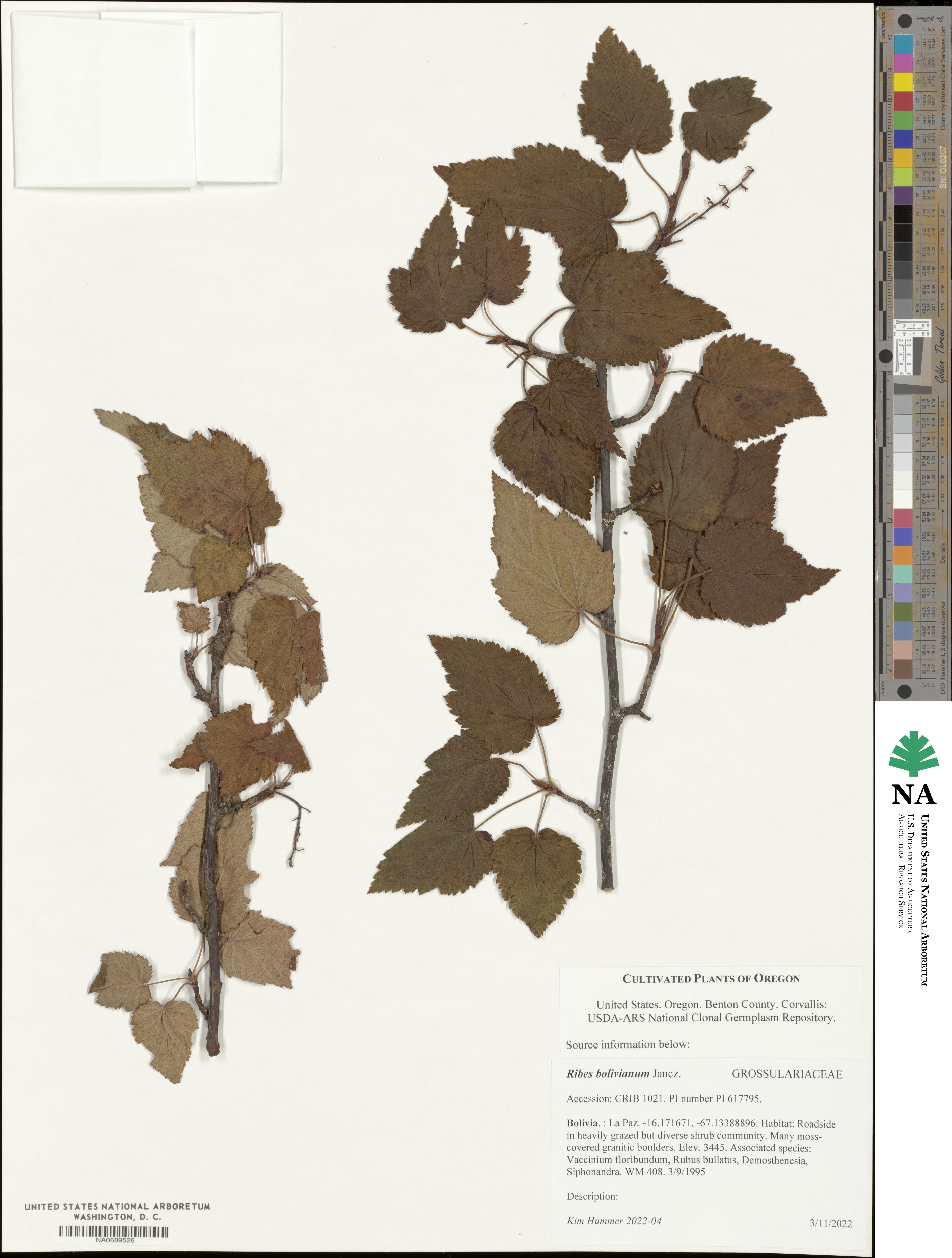 Ribes bolivianum image