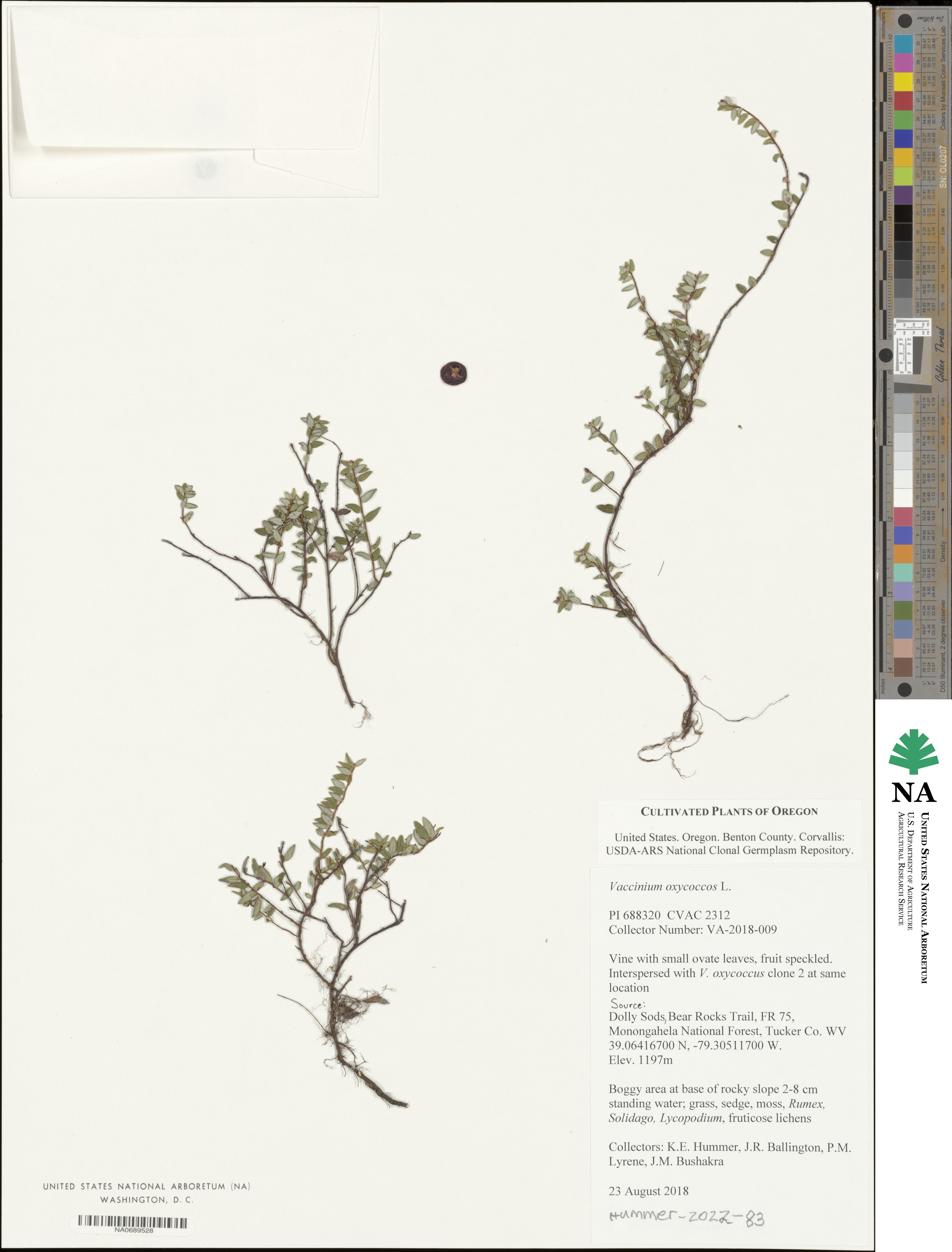 Vaccinium oxycoccos image