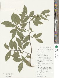 Vaccinium corymbosum image