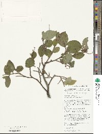 Vaccinium corymbosum image