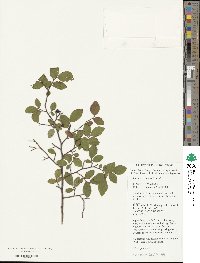 Vaccinium pallidum image