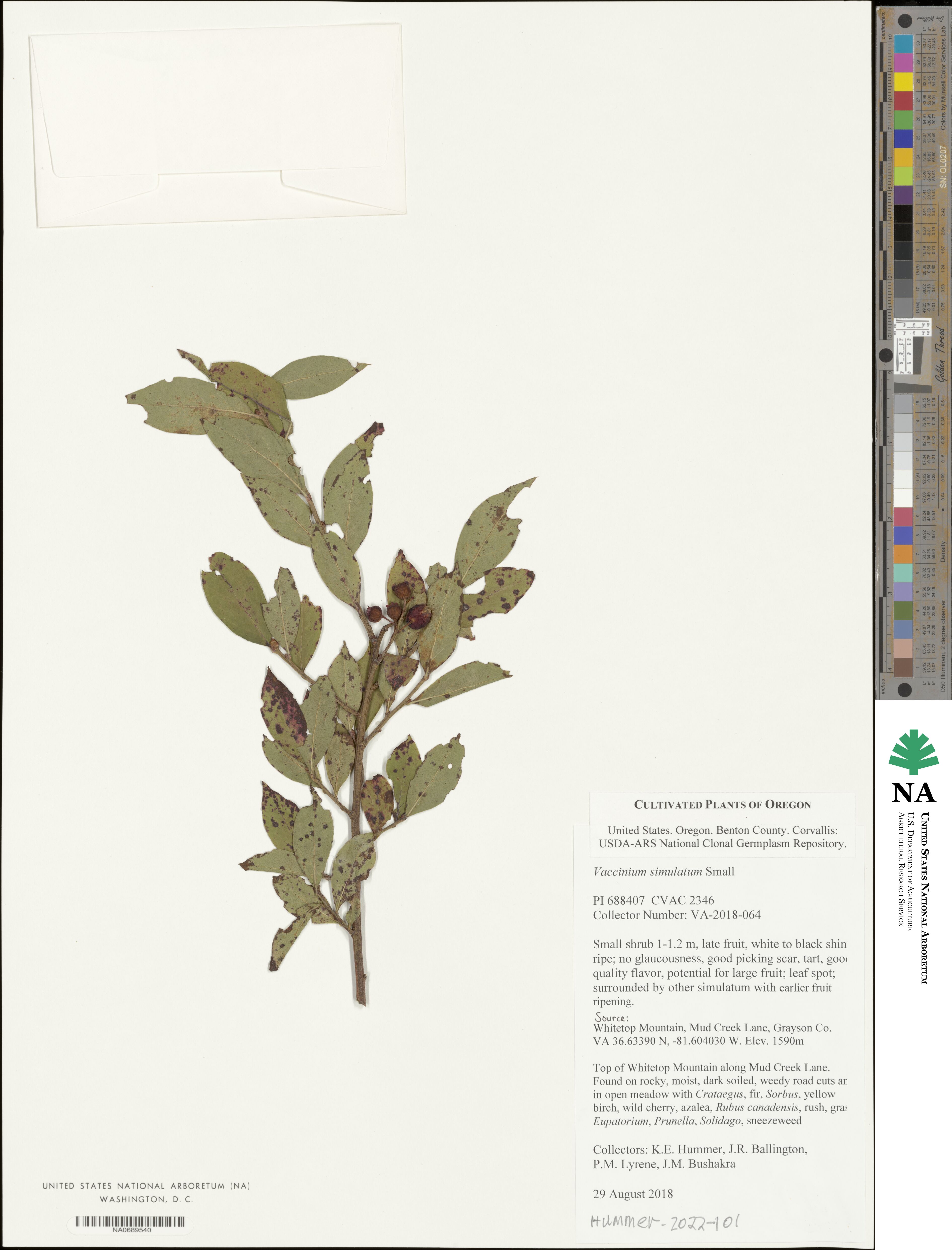 Vaccinium simulatum image