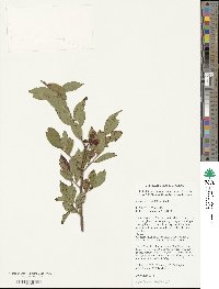 Vaccinium simulatum image