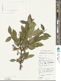 Vaccinium simulatum image