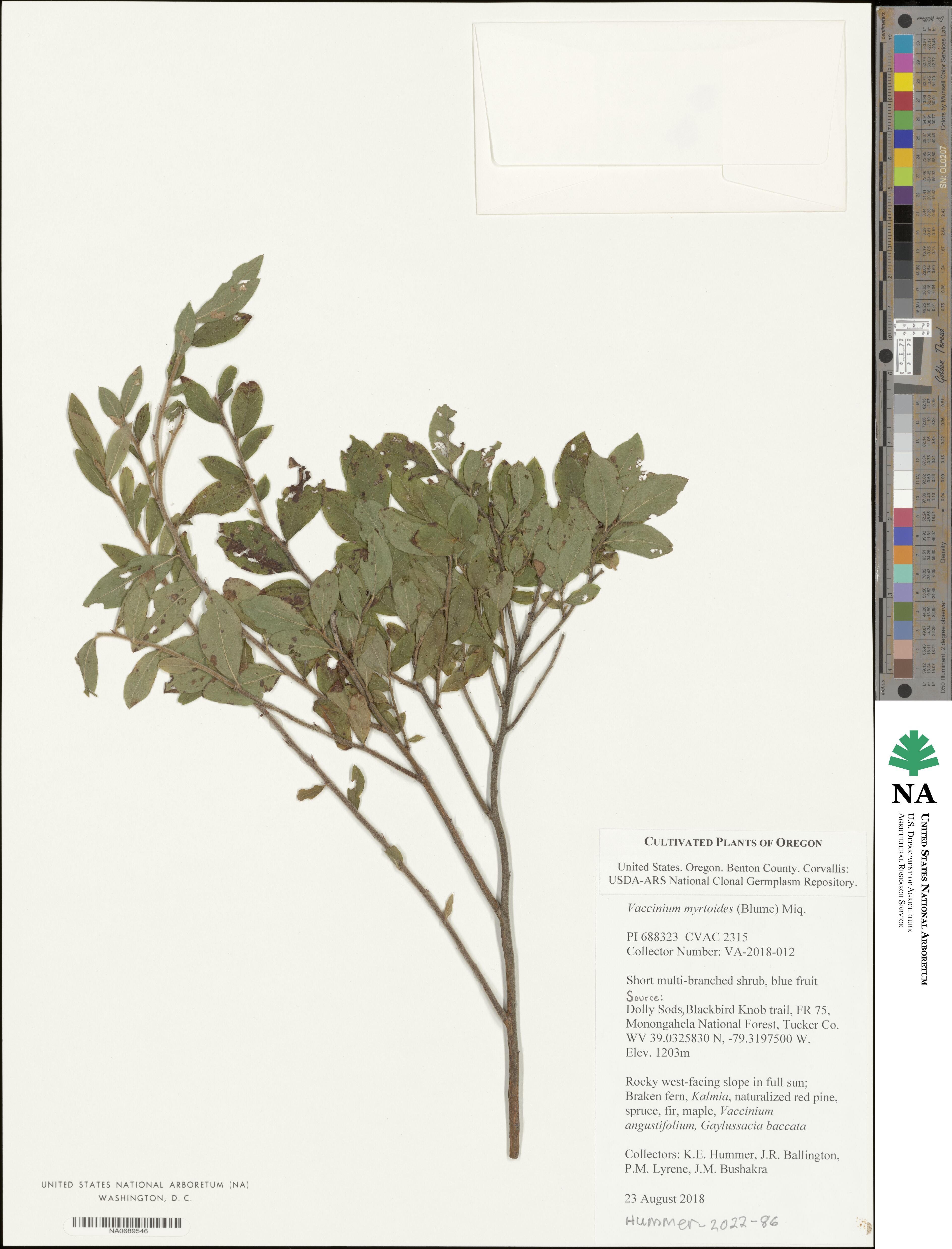 Vaccinium myrtoides image