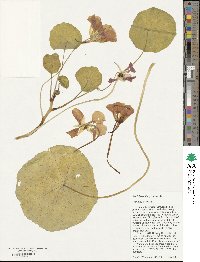 Tropaeolum majus image