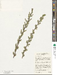 Salix pedicellaris image