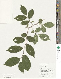 Celtis sinensis image