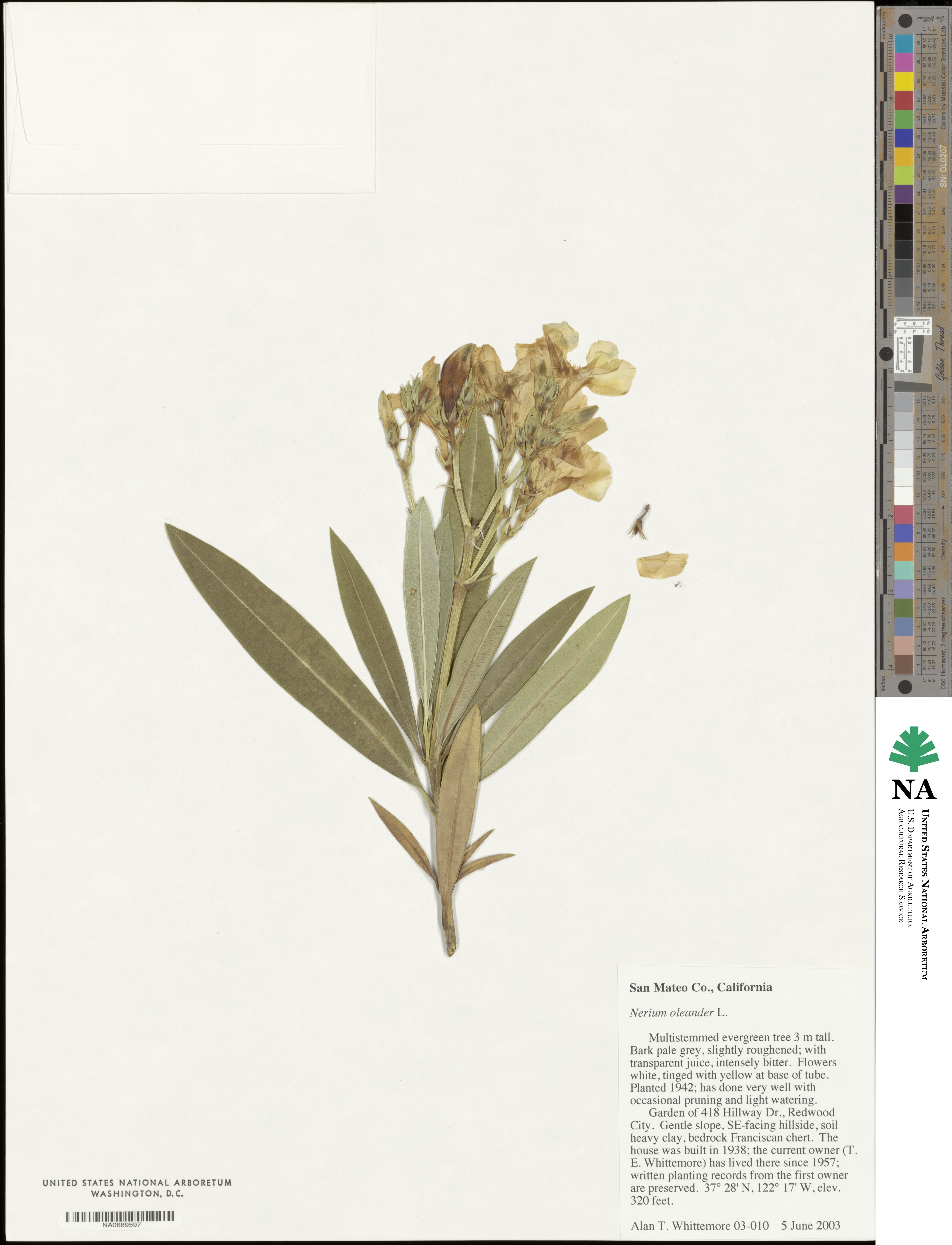 Nerium oleander image