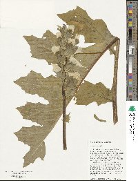 Acanthus mollis image
