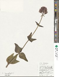 Centranthus ruber image