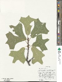 Quercus marilandica image