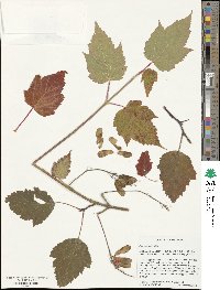 Acer spicatum image