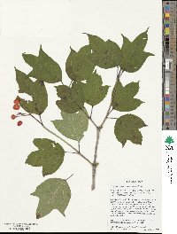 Viburnum opulus var. americanum image