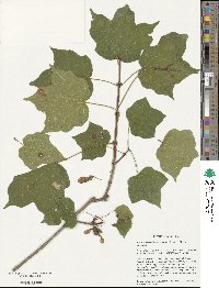 Acer nigrum image