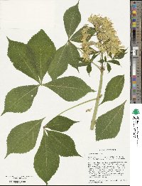 Aesculus glabra image