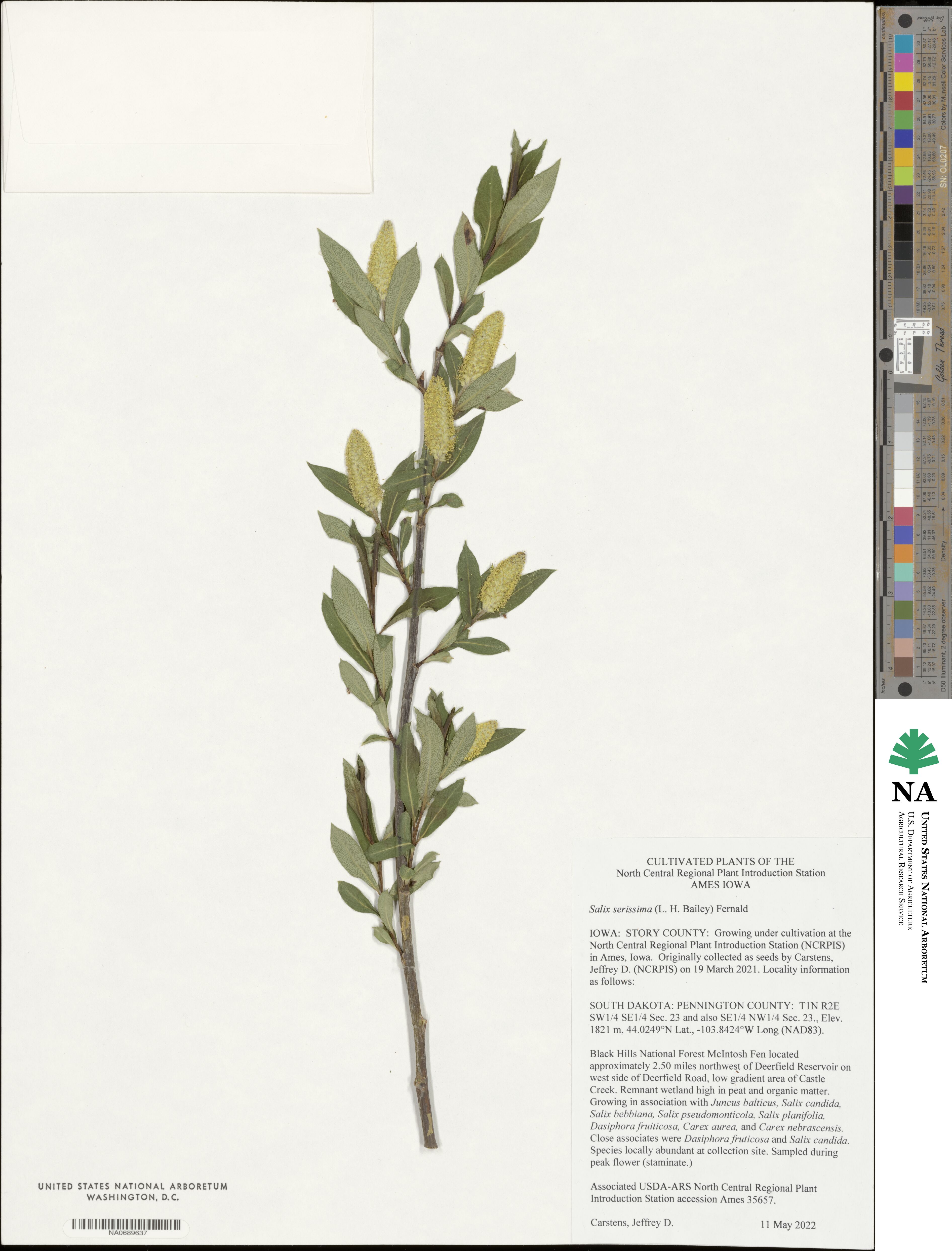 Salix serissima image