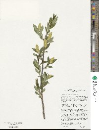 Salix serissima image