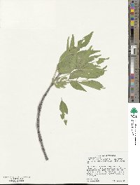 Fraxinus velutina image