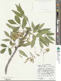 Fraxinus velutina image