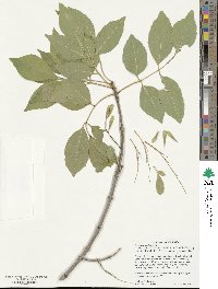 Fraxinus velutina image