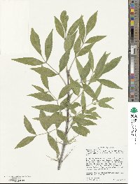 Fraxinus velutina image