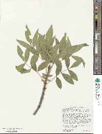 Fraxinus velutina image