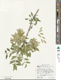 Fraxinus cuspidata image