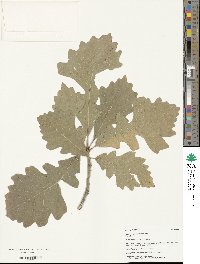 Quercus macrocarpa image